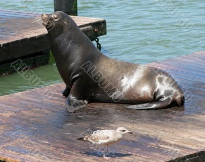 Sea Lions 5