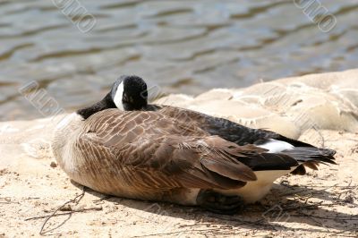 Sleeping Goose