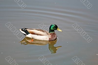 Swimming Mallard