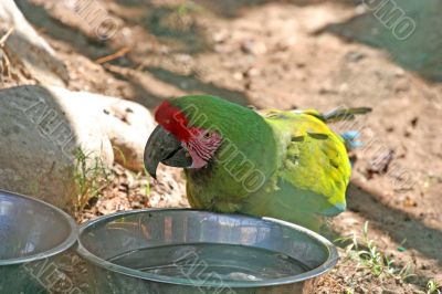 Thirsty Parrot