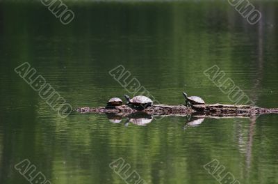 Turtles on a Log