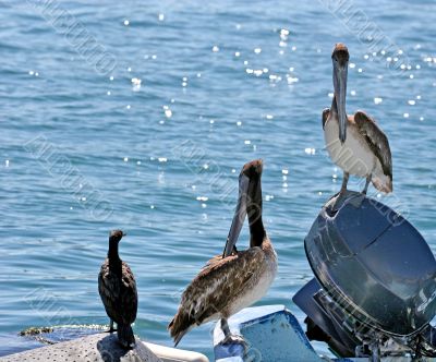 Two Pelicans and a Gull