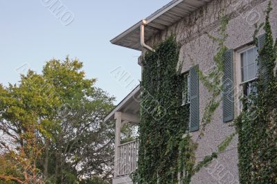 Ivy Covered Walls 2