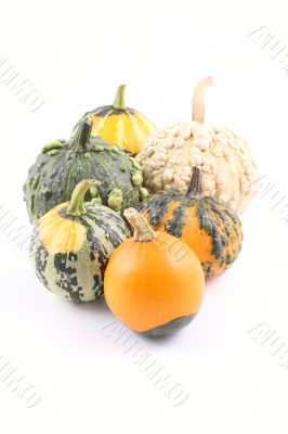 pumpkins