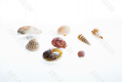 shells