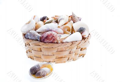 shells &amp; basket