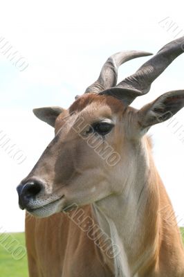 antelope`s portrait
