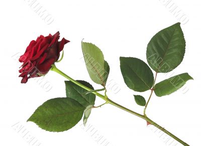 beautiful rose over white