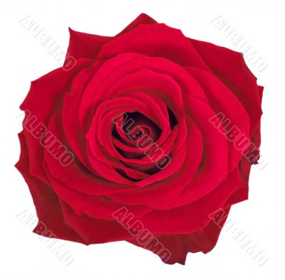 beautiful rose over white