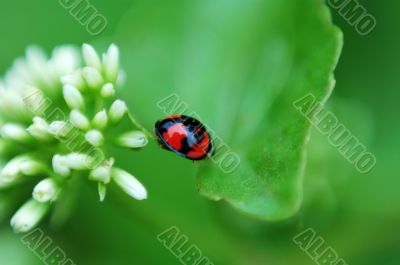 Ladybird and white flowers