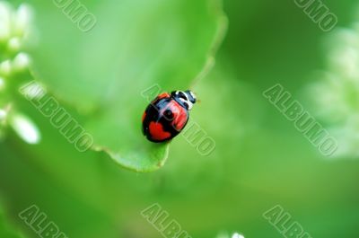 Ladybird on leaf