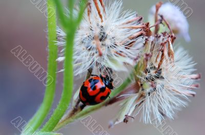 Ladybird and seeds