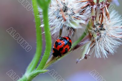 Ladybird and weeds