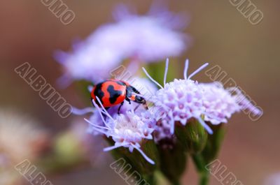 Ladybird eating petal of purple flower