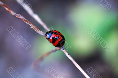 Climbing ladybird along a plant stem