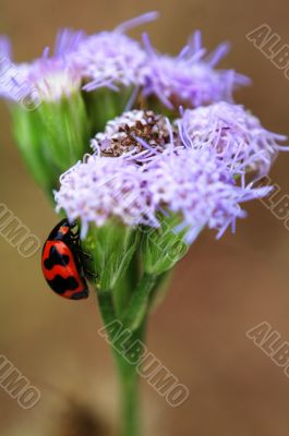 Ladybird climbing purple floret