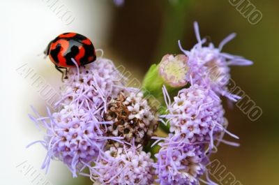 Ladybird on purple flower