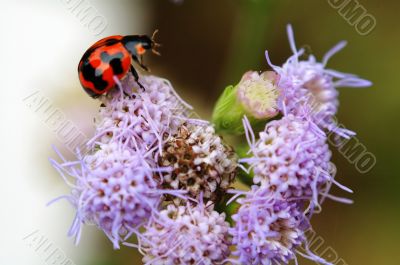 Ladybrid playing on purple flower