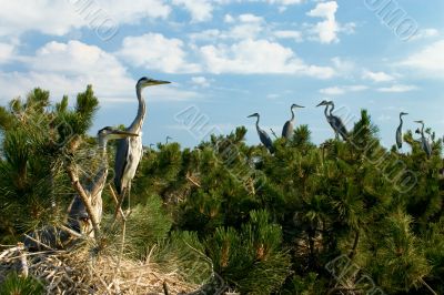 Heron`s nest colony