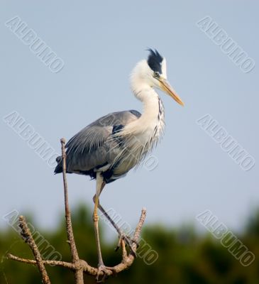 Heron on the tree
