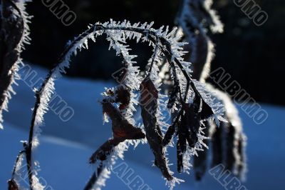 Dry branch and leaves under hoar-frost