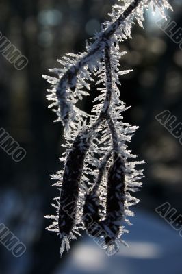 A pod in hoar-frost