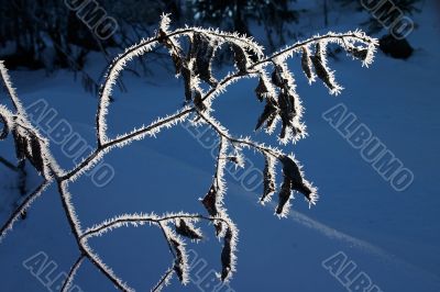 Dry branch under hoar-frost