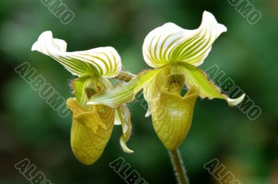 Green lady slipper (orchid)