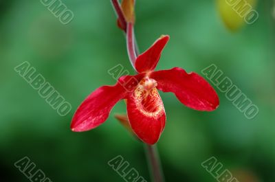 Red lady slipper (orchid)