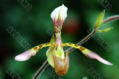 Lady slipper (orchid)