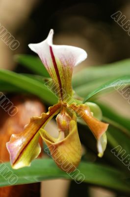 The green lady slipper