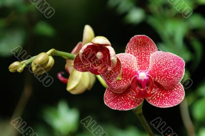 Red orchid