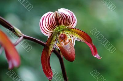 Red lady slipper (orchid)