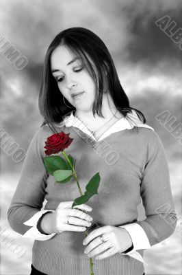 beautiful roses over white