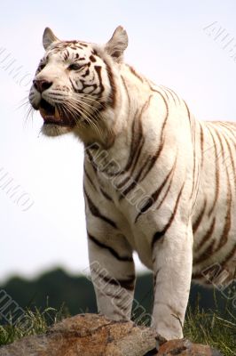 white tiger