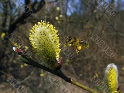 willow flowers and flying bee