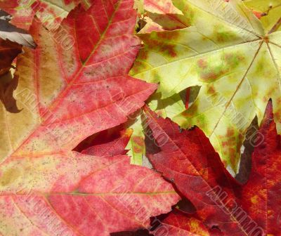 Autumn Maple Leaf Background