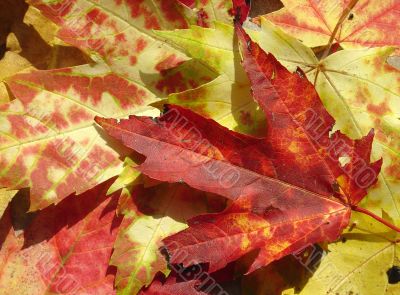 Fire Red Maple Leaf