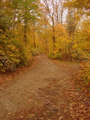 Autumn Dirt Pathway