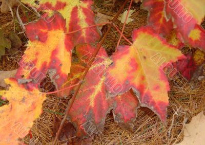 Radiant Red Maple Leaves