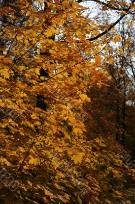 Orange Autumn Maple