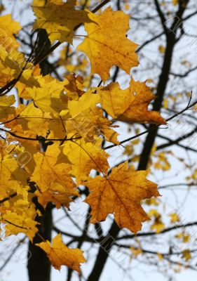 Yellow Autumn Maple Leaves