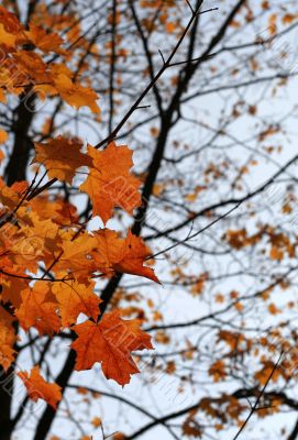 Orange Autumn Maple Leaves