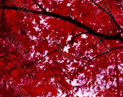 Crimson Canopy