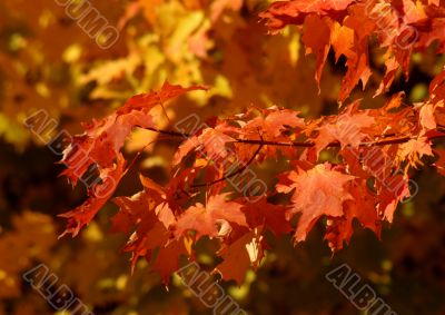 Orange Autumn Sugar Maple