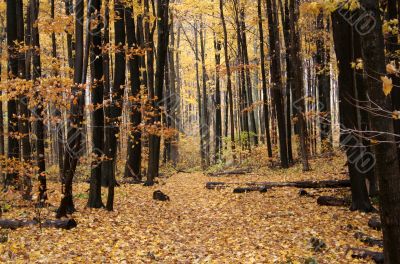 Autumn Log Trail