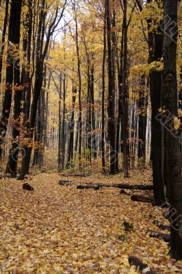 Yellow Autumn Path