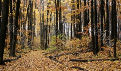 Autumn Path