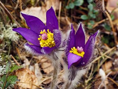 The first spring flower - `son-trava`