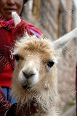 Peruvian Llama